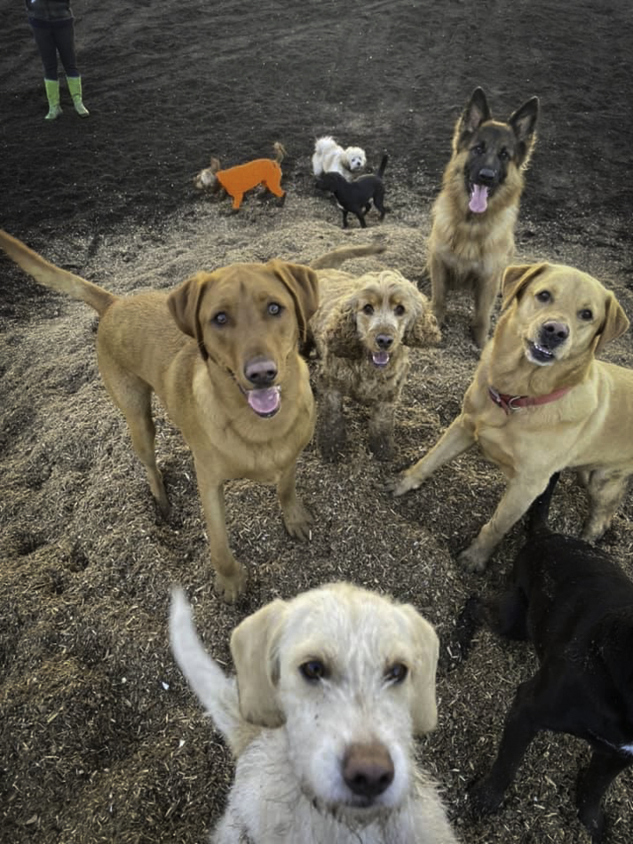 off the leash - daycare